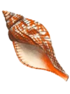 coquillage bord de mer au Pradet